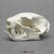 Two-Toed Sloth Skull