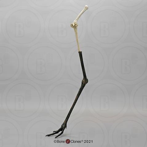 Wattled Crane Leg