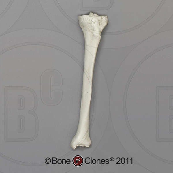 Real Tibia] Pictures?