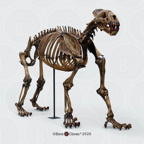 Articulated Xenosmilus Skeleton,