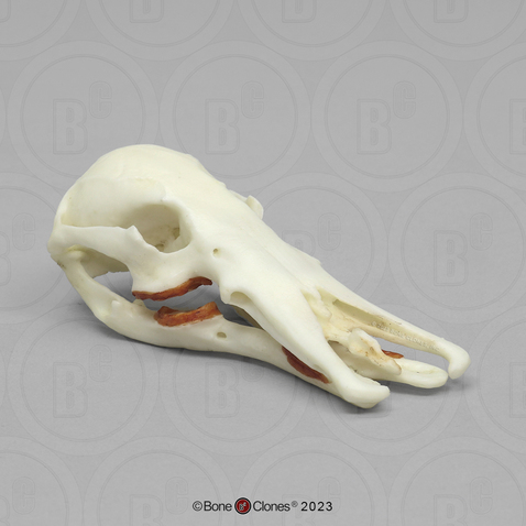 Duck-Billed Platypus Skull