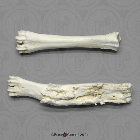 Goat Cannon Bones (metatarsals) Comparative Pathology Set