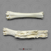 Goat Cannon Bones (metatarsals) Comparative Pathology Set
