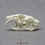 Dietary Comparison Economy Skull Set - Bone Clones, Inc. - Osteological  Reproductions