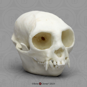 Cotton-top Tamarin Skull