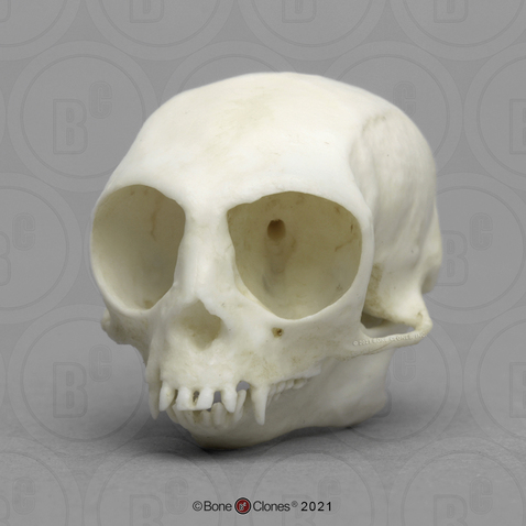 Pygmy Marmoset Skull