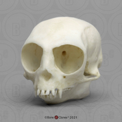 Pygmy Marmoset Skull