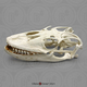Komodo Dragon skull