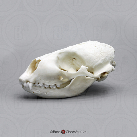 Harbor Seal Skull