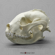 Lesser Panda Skull