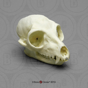 Ring-tailed Lemur Skull
