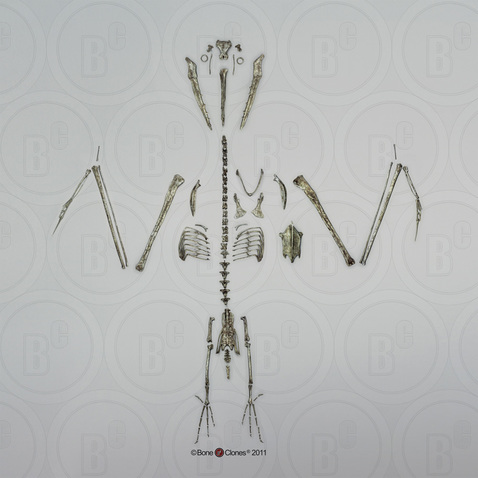 Disarticulated Odontopteryx gigas Skeleton