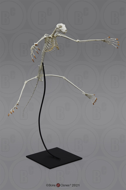 Articulated Flying Lemur Skeleton