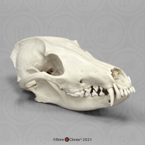 Maned Wolf Skull