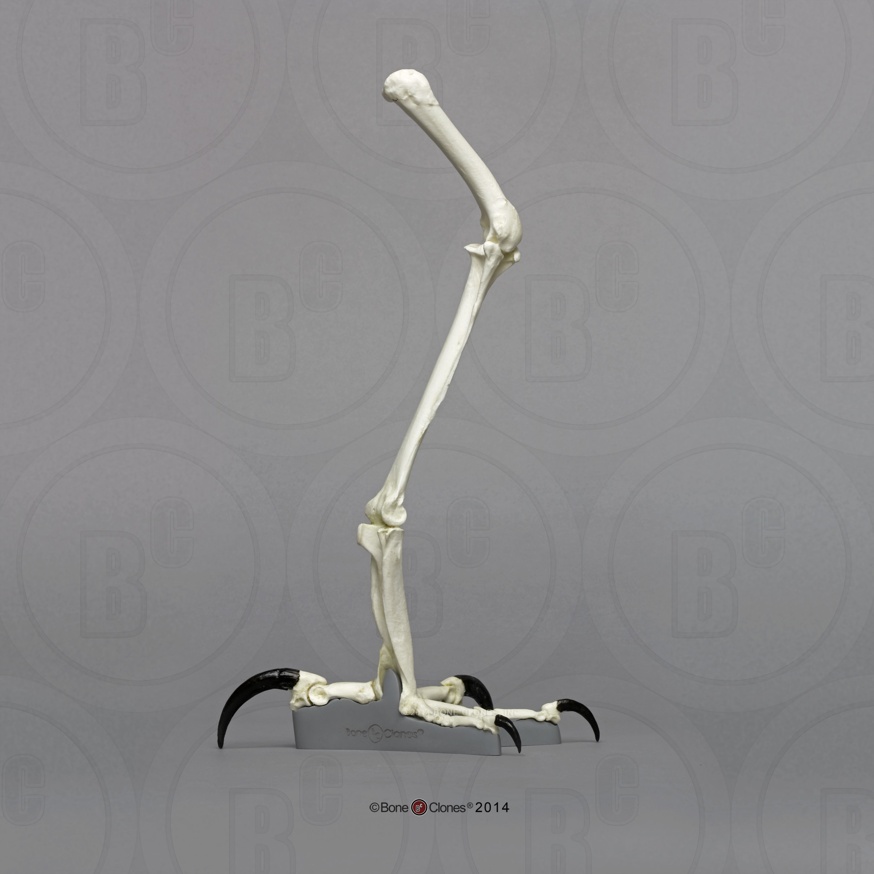 Harpy Eagle Leg - Bone Clones, Inc. - Osteological Reproductions