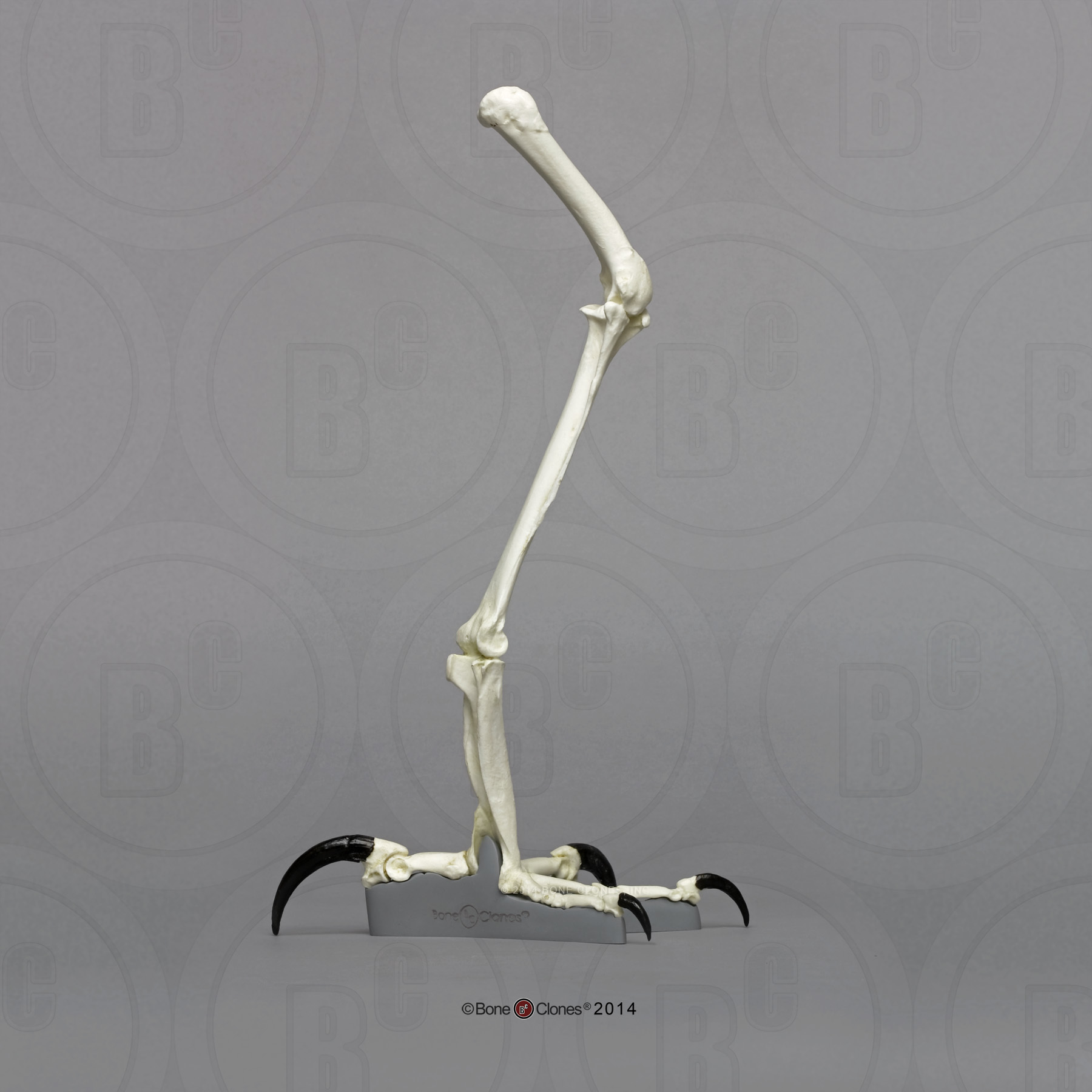 Harpy Eagle Leg - Bone Clones - Osteological Reproductions