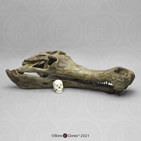 Sarcosuchus imperator Supercroc Skull