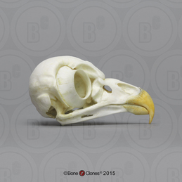 Barred Owl Skull