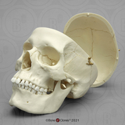 Replica Human Skull - European Female — Skulls Unlimited