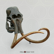 Woolly Mammoth Skull