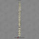 Gorilla Vertebral Column-all 24 Vertebrae, Disarticulated