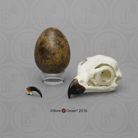 Peregrine Falcon Set: skull, egg, talon