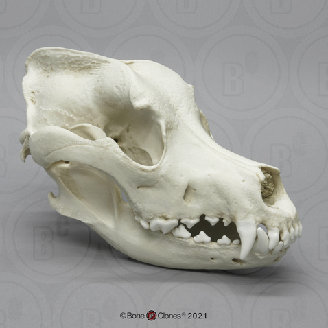 Great Dane Skull