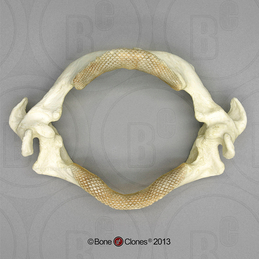 Sharks & Rays - Bone Clones, Inc. - Osteological Reproductions
