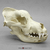 Saint Bernard Skull
