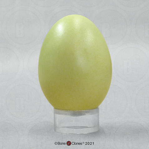 Mallard Duck Egg