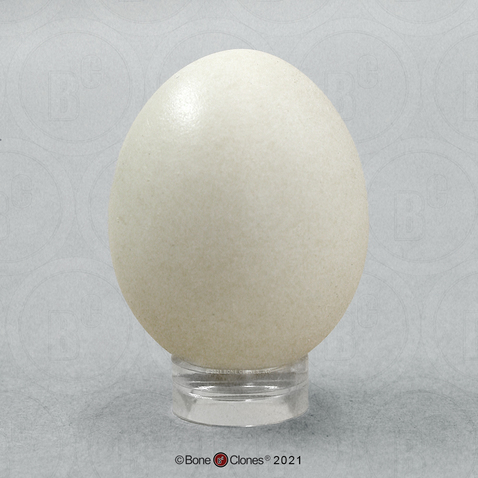 Rock Dove Egg