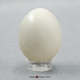 Rock Dove Egg