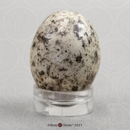 Blue Jay Egg - Bone Clones, Inc. - Osteological Reproductions