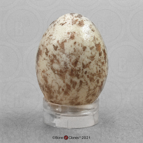 Northern Cardinal Egg