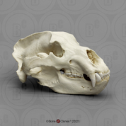 Retro Polar Bear Resin Skull Head Model Collection Mardi Gras Decor-White 