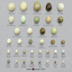 North American Bird Egg Set