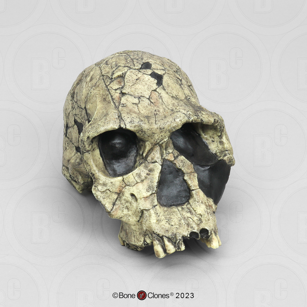 Homo habilis Cranium KNM-ER 1813 - Bone Clones, Inc 