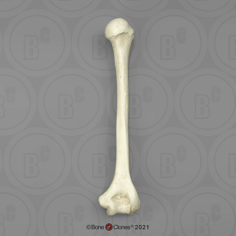 Human Female Adult Humerus - Bone Clones, Inc. - Osteological Reproductions