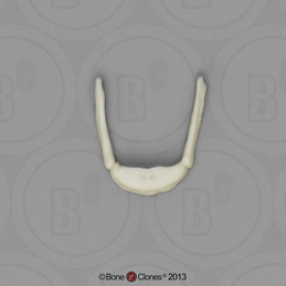 Human Female Asian Hyoid