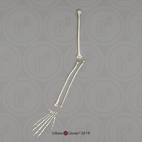 Siamang Arm, Disarticulated w/ Disarticulated Hand (no Scapula)