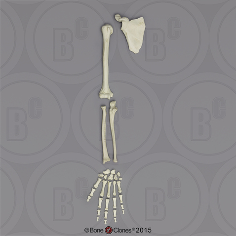 Human Male European Arm, Disarticulated w/ Disarticulated Hand (with Scapula)