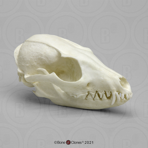 Gray Fox Skull