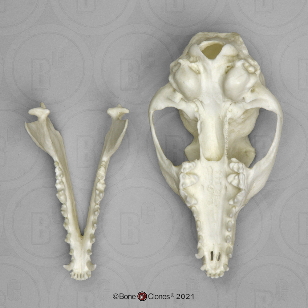 skull gifts skulls Give 1pcs Real Grey Fox Skull，fine animal specimens