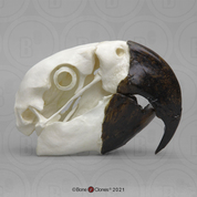 Hyacinth Macaw Skull