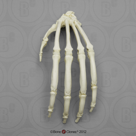 Orangutan Hand, Articulated Rigid