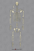 Disarticulated Orangutan Skeleton