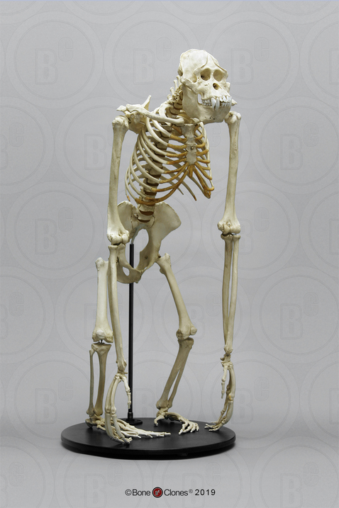 Articulated Orangutan Skeleton