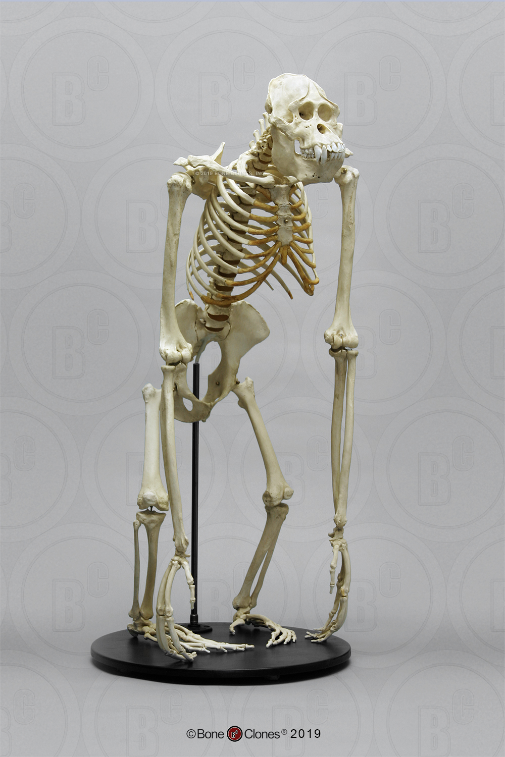 Articulated Orangutan Skeleton - Bone Clones, Inc. - Osteological ...