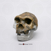 Homo heidelbergensis "Bodo" Skull