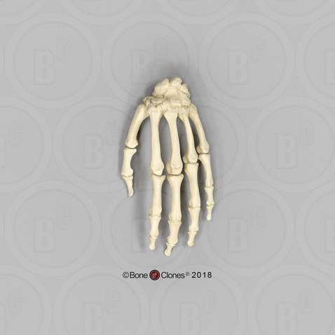 Human Female European Hand, Articulated Rigid